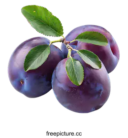 plum