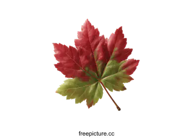 maple leaf