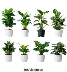 houseplants