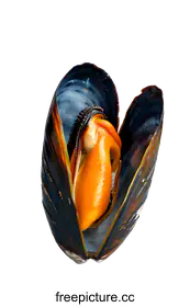 mussel