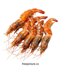 prawn