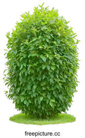 shrub