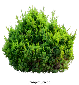 shrub