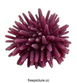 urchin