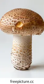 transparent background