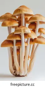 mushroom