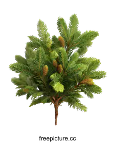 conifer