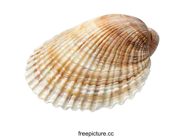mollusk