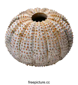 urchin