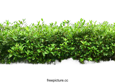 shrub