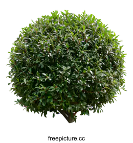 bush