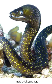 moray