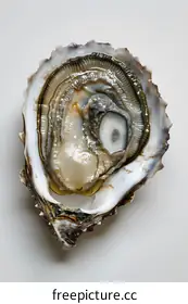 oyster