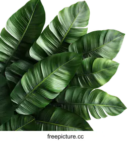tropical leaves