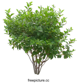 shrub