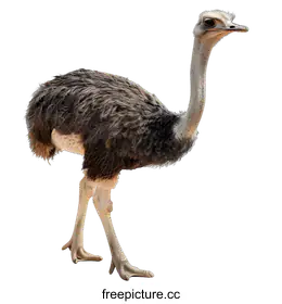 ostrich