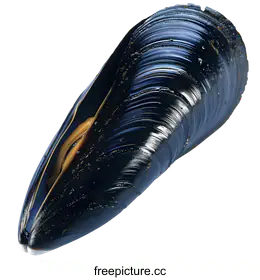 mussel