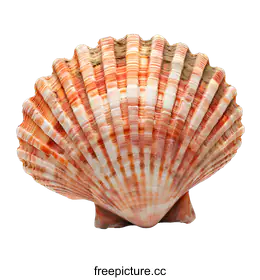seashell