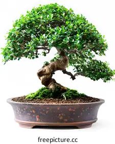 bonsai