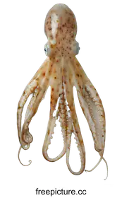 octopus