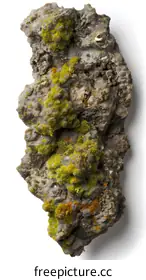 lichen