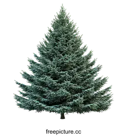 conifer