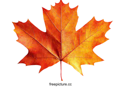 maple leaf