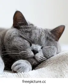 sleeping cat