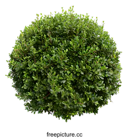 shrub