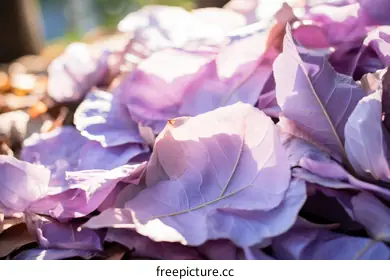 purple leaves