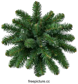 fir