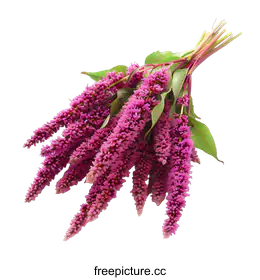amaranth