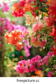 bougainvillea