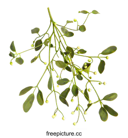 mistletoe
