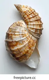 seashell