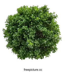 shrub