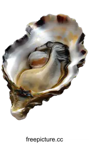 oyster