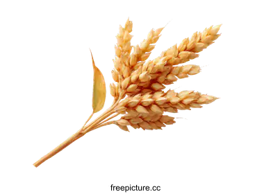 ear of wheat