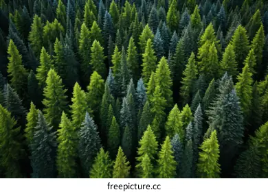 coniferous forest