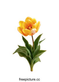 tulip