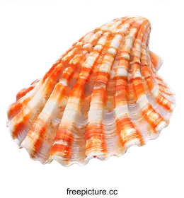 seashell