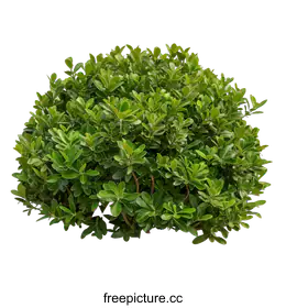 shrub