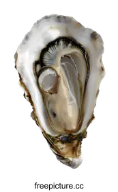 oyster