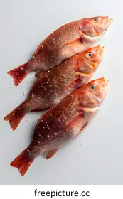 red snapper