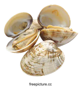 clam