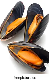 mussel