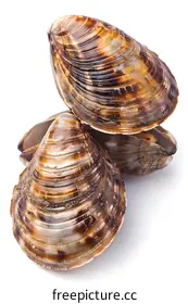 clams
