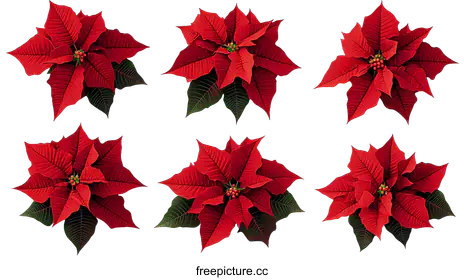 poinsettia