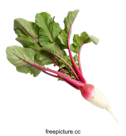 radish