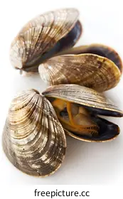 mollusk